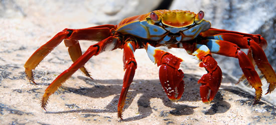 Sally Lightfoot Crab, Galapagos Islands